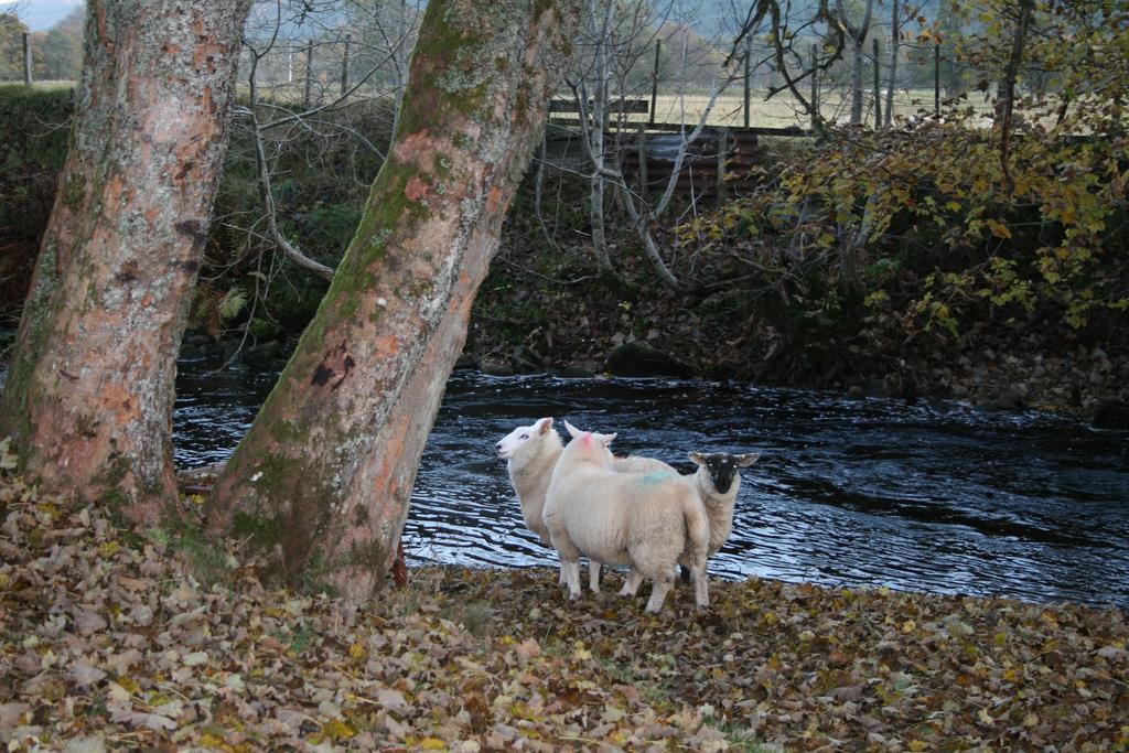 Bcc Lochness Hostel Pods Bearnock Rum bild